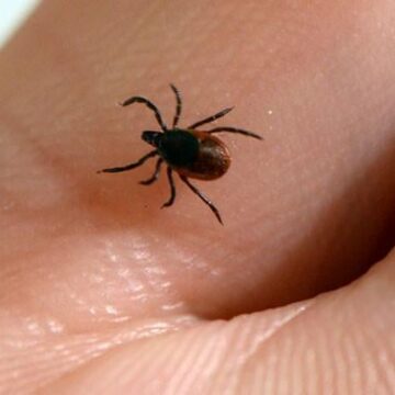 Maine man dies as rare Powassan virus claims first toll of year

