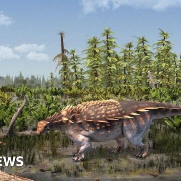 Isle of Wight: New dinosaur species discovered

