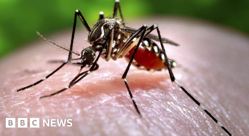 Mosquito-borne diseases are becoming increasingly risky in Europe

