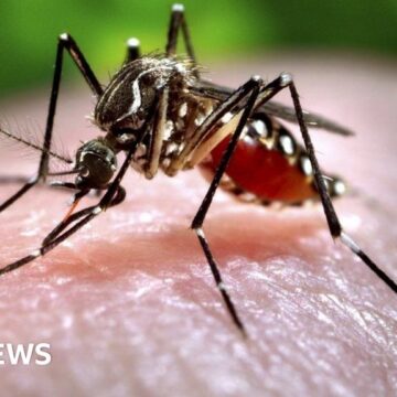 Mosquito-borne diseases are becoming increasingly risky in Europe

