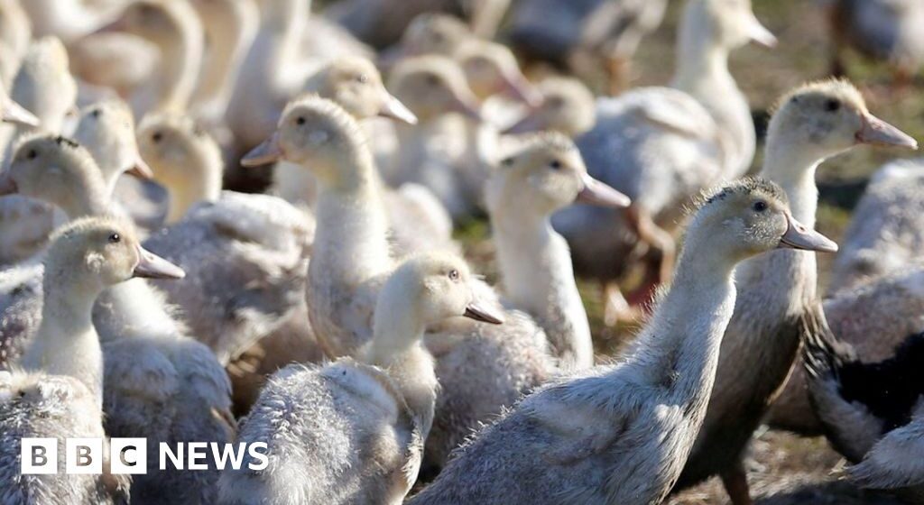 Protection against bird flu is found in our bodies

