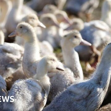 Protection against bird flu is found in our bodies

