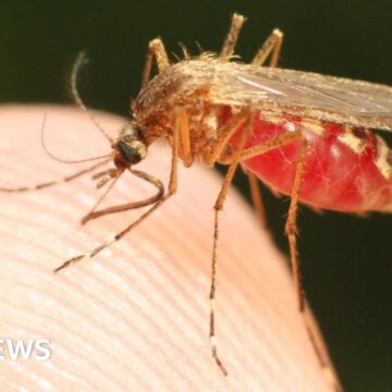 US Health Alert for malaria cases in Florida and Texas

