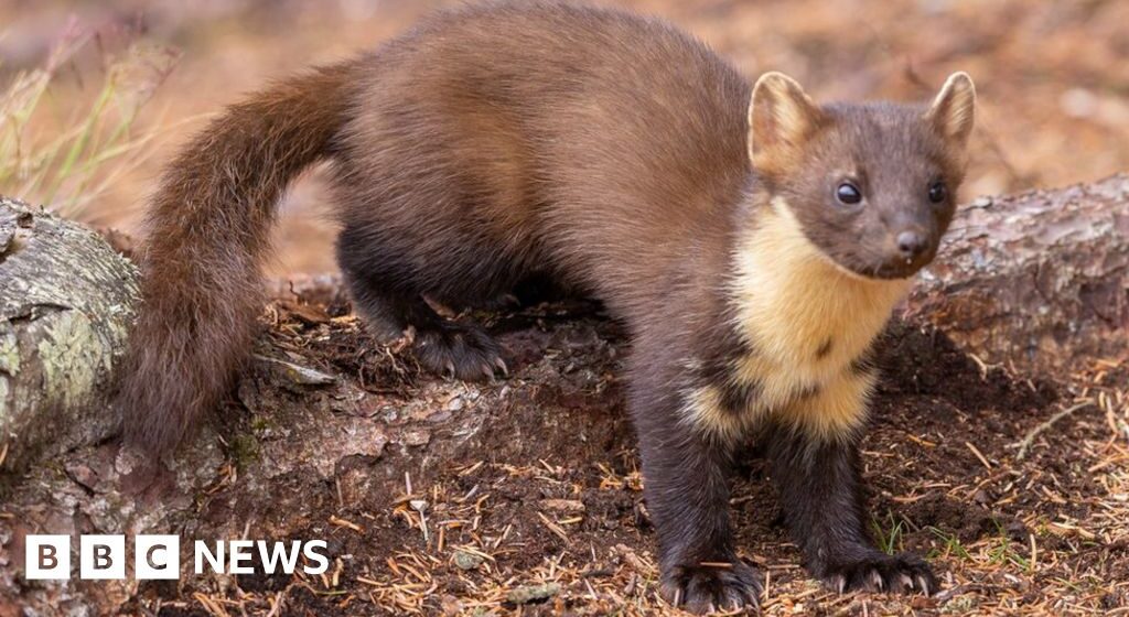 Cameras capture the growth of Galloway's white marten population

