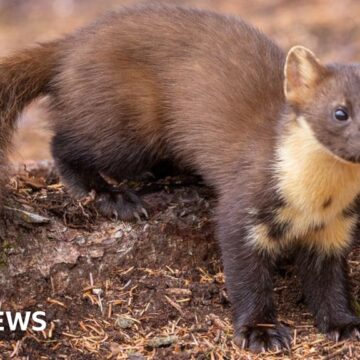 Cameras capture the growth of Galloway's white marten population

