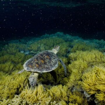 Coral spawning season brings hope for the Great Barrier Reef