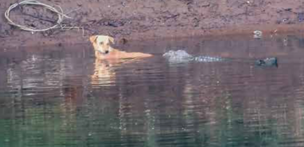 Crocodiles save dog stranded in river instead of eating it - in possible case of 'emotional empathy' | Offbeat News