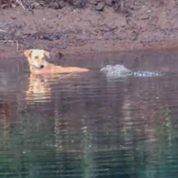 Crocodiles save dog stranded in river instead of eating it - in possible case of 'emotional empathy' | Offbeat News