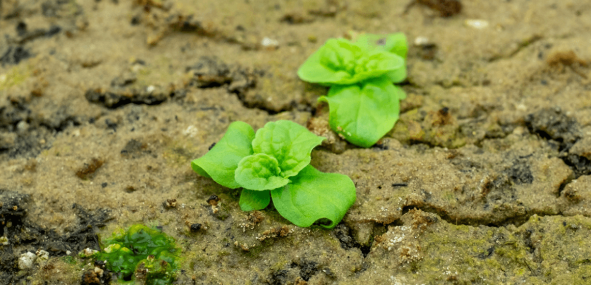 Scientists Resurrect Hybrid Seeds From A Secretive 144-Year-Old Experiment